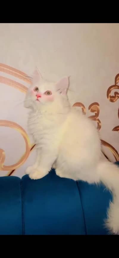 persian