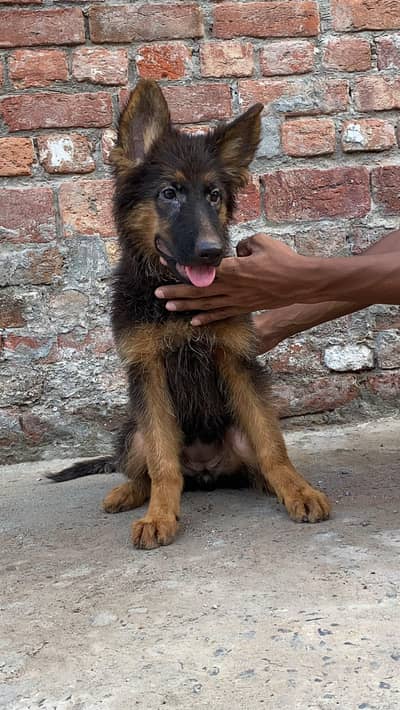 German Shepherd puppy
