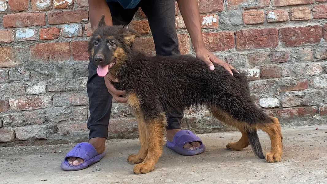 German Shepherd puppy — photo 2