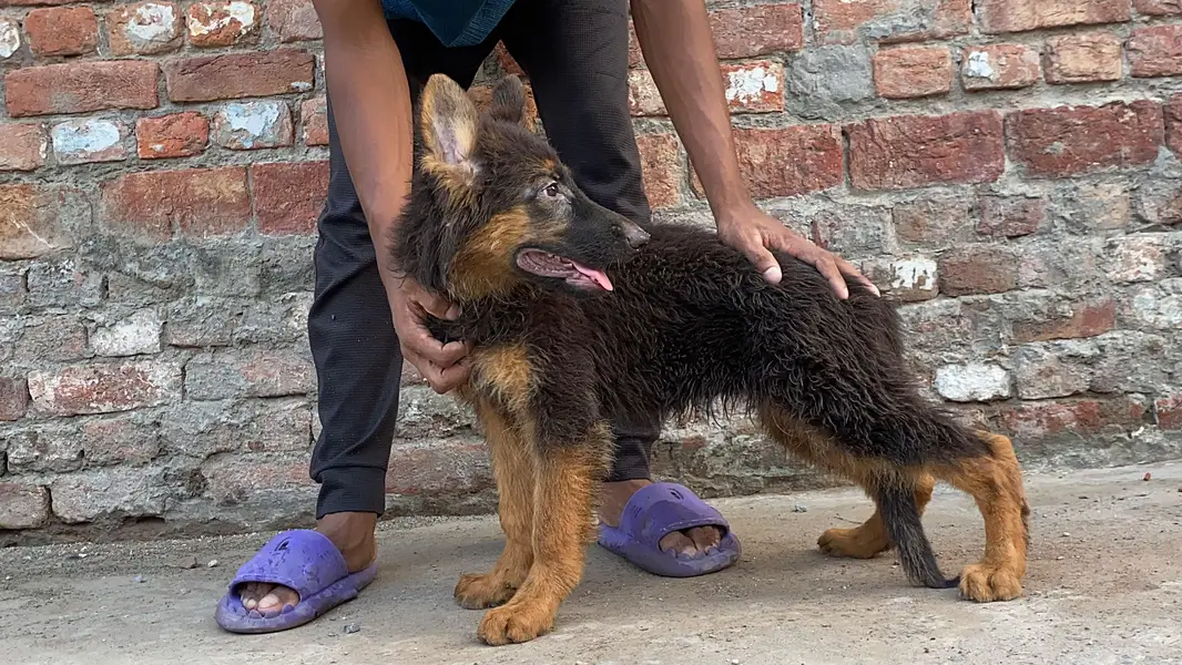 German Shepherd puppy — photo 3