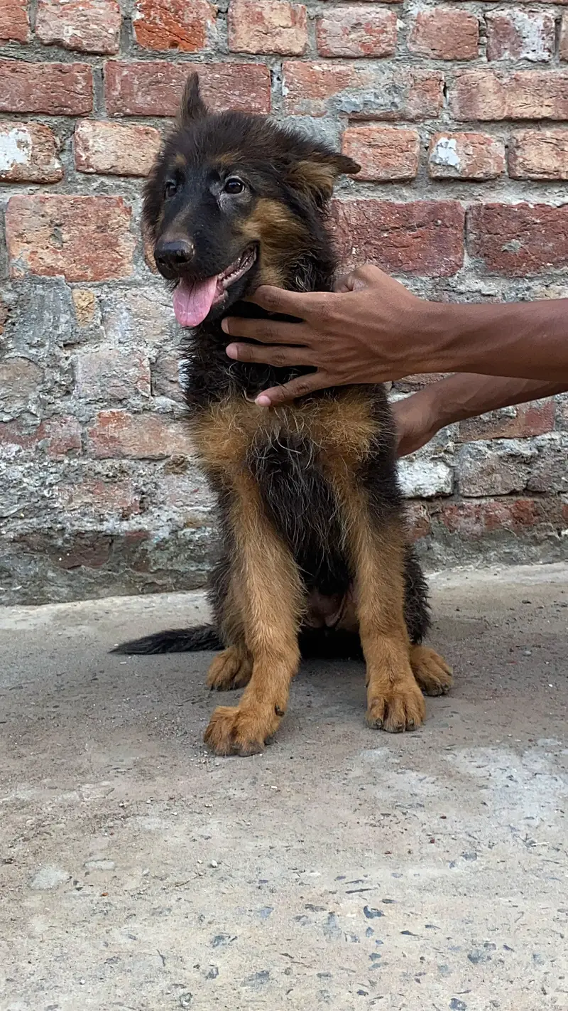 German Shepherd puppy — photo 4