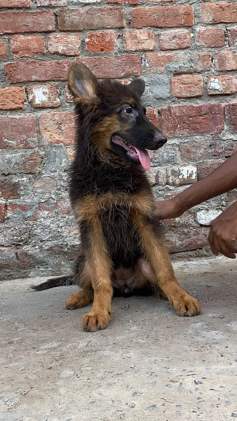 German Shepherd puppy — photo 5