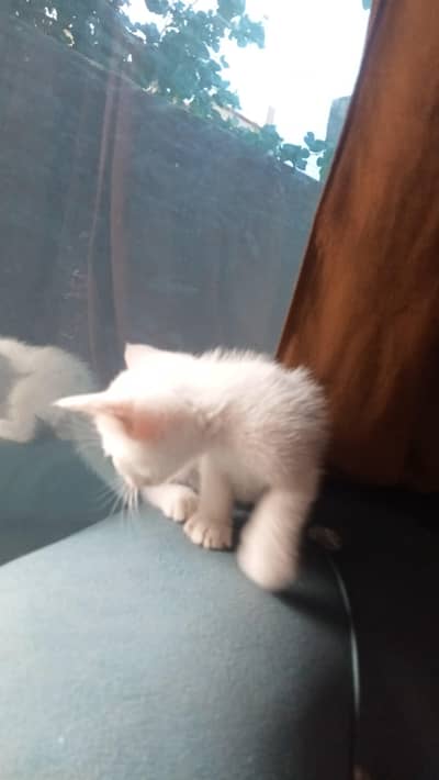 persian kittens