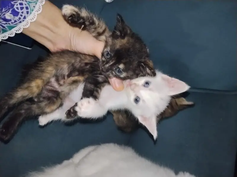 persian kittens — photo 4