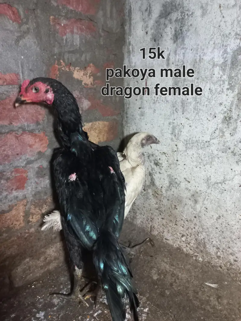 thai pakoye, white pakoye ,pakoye dragon — photo 3