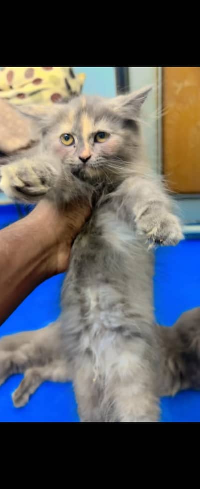 Persian Kittens & Cats