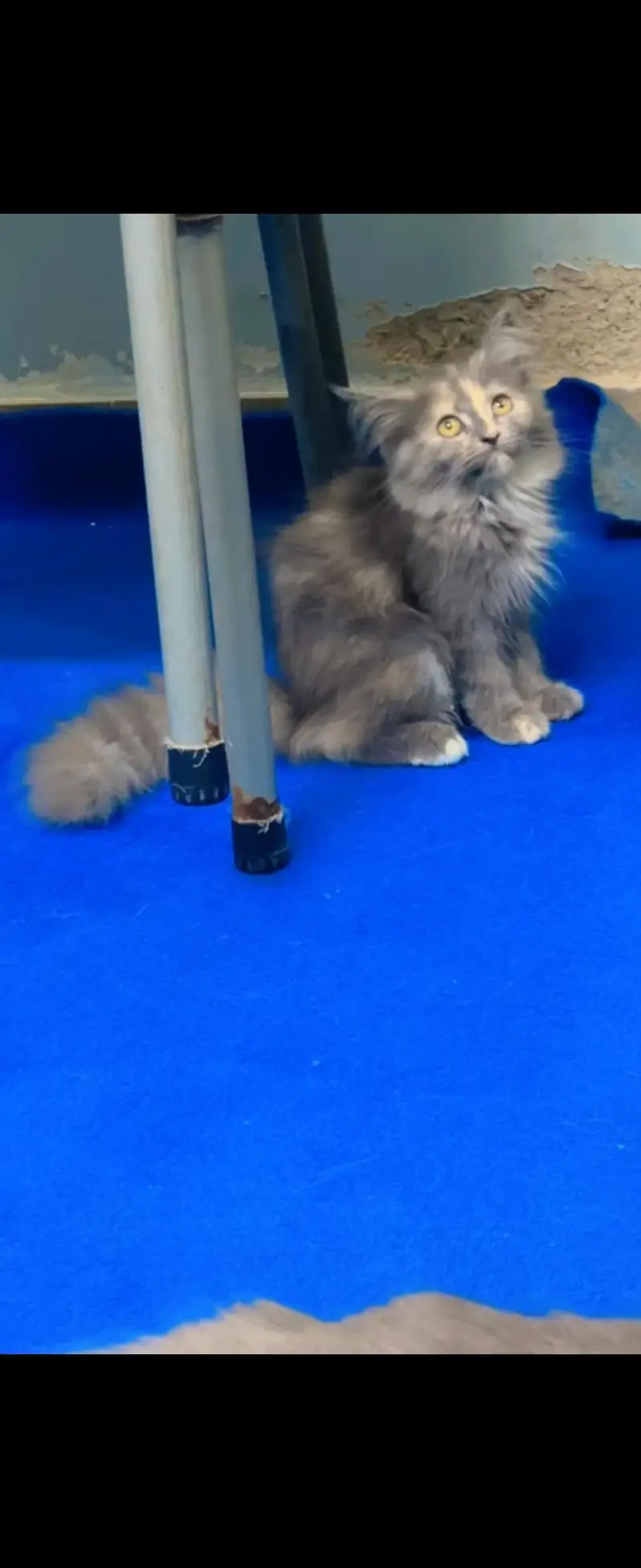 Persian Kittens & Cats — photo 2