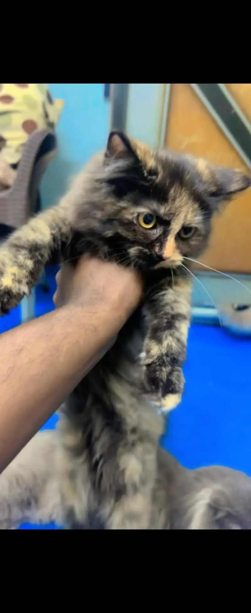 Persian Kittens & Cats — photo 3
