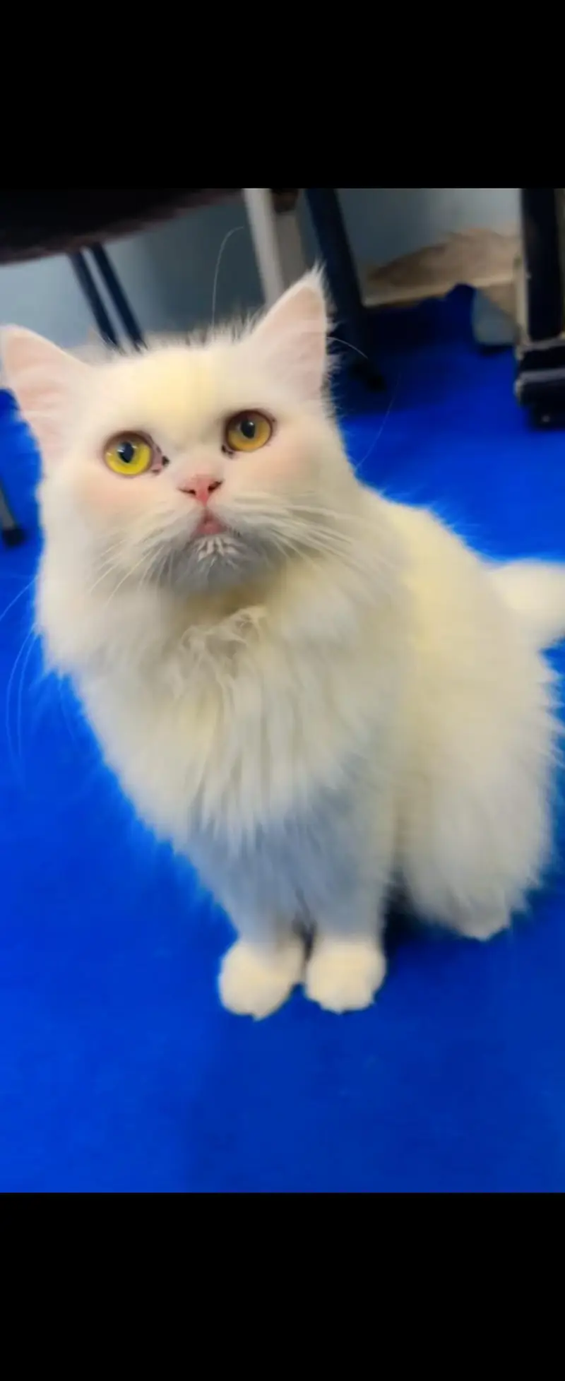 Persian Kittens & Cats — photo 6