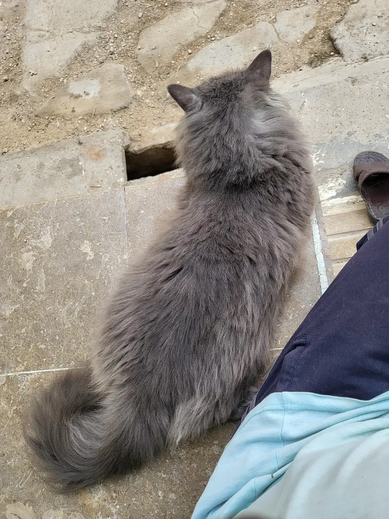 Persian Kittens & Cats — photo 7