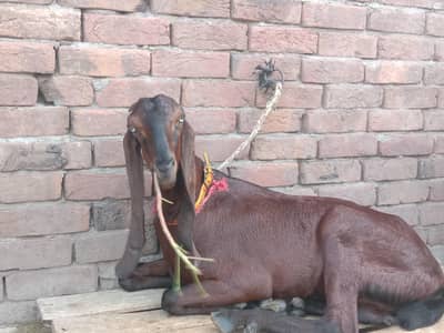 Pure beetle nagri path