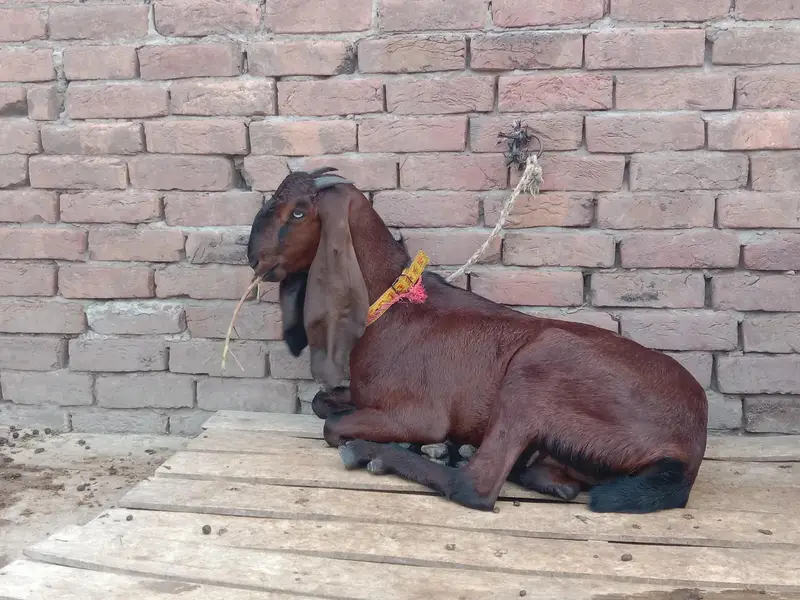 Pure beetle nagri path — photo 2