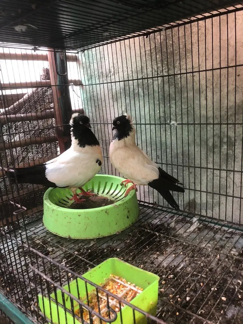 Modina | English fantail | American fantail | German Sherazi | Nun — photo 2