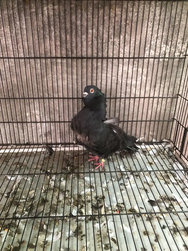 Modina | English fantail | American fantail | German Sherazi | Nun — photo 3