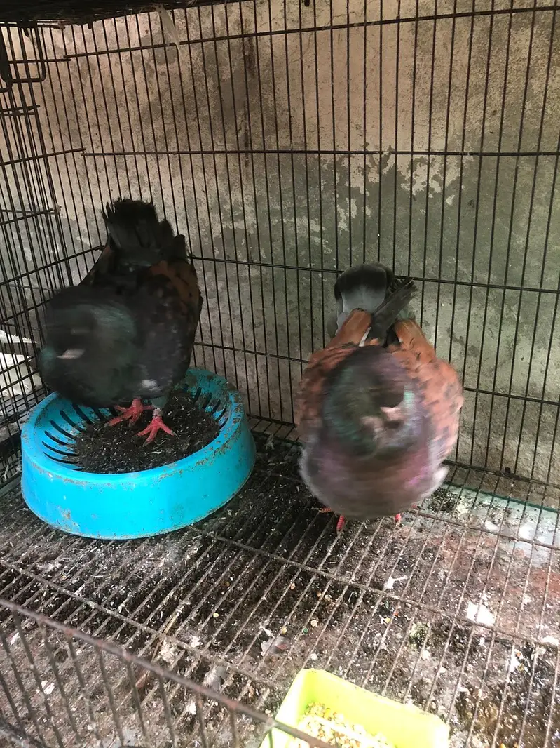 Modina | English fantail | American fantail | German Sherazi | Nun — photo 4