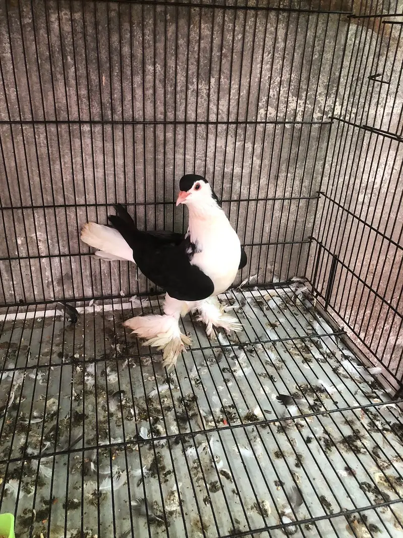 Modina | English fantail | American fantail | German Sherazi | Nun — photo 7