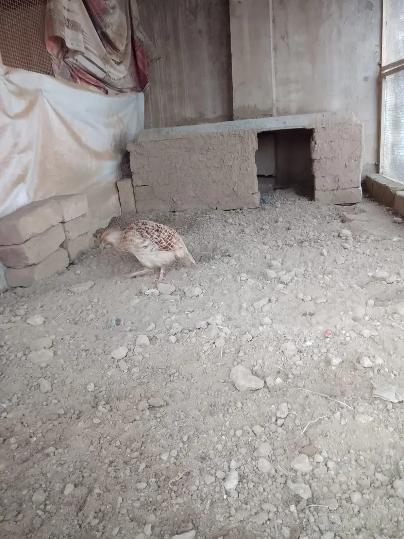 Irani Teetar Pair — photo 4