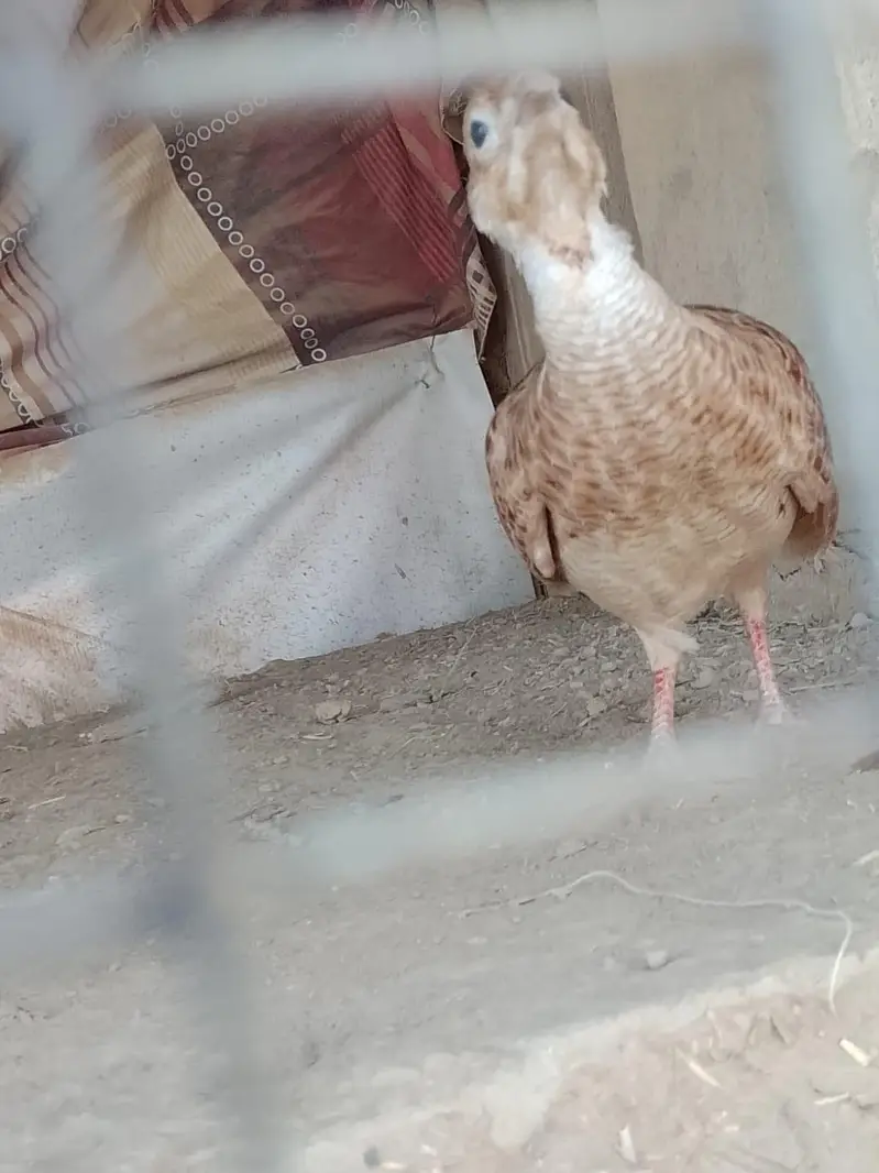 Irani Teetar Pair — photo 7