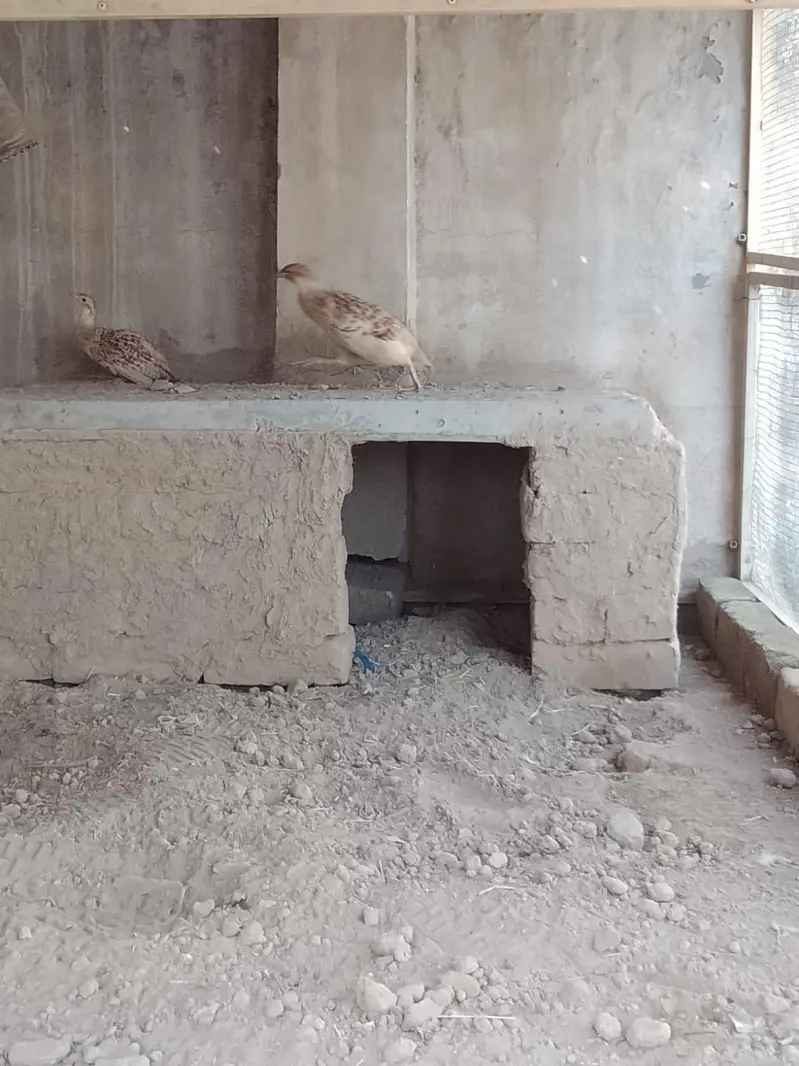 Irani Teetar Pair — photo 8