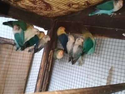 mix love birds breeder pair for sale hy