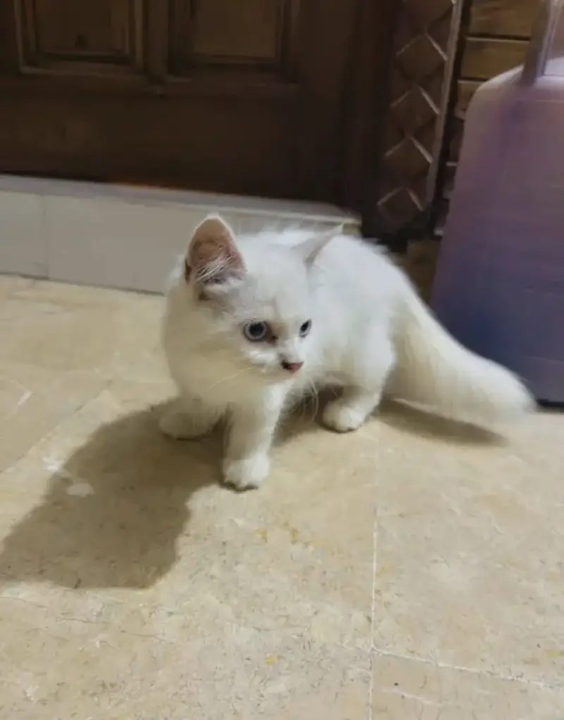 Persian male ode eyes — photo 2