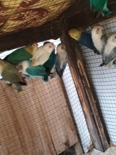 mix love birds breeder pair for sale
