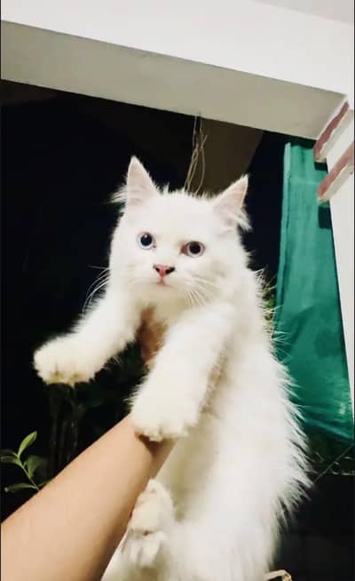 Persian male triple coated ode eyes