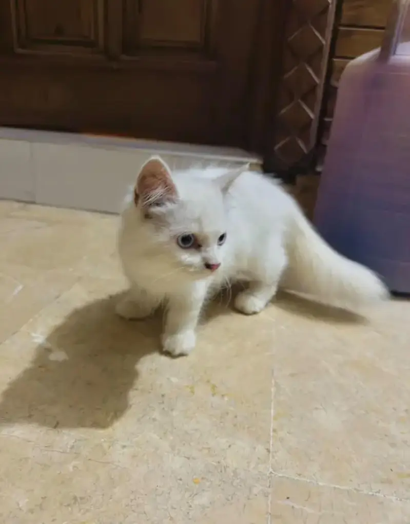Persian male triple coated ode eyes — photo 2
