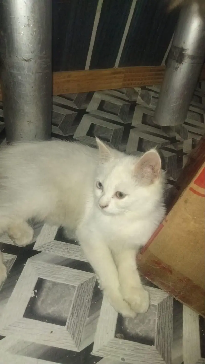 Persian male triple coated ode eyes — photo 3