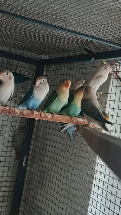 mix love birds breeder pair for sale