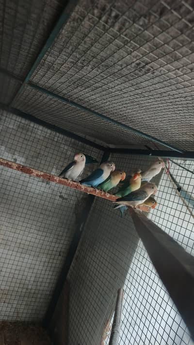 mix love birds breeder pair for sale hy