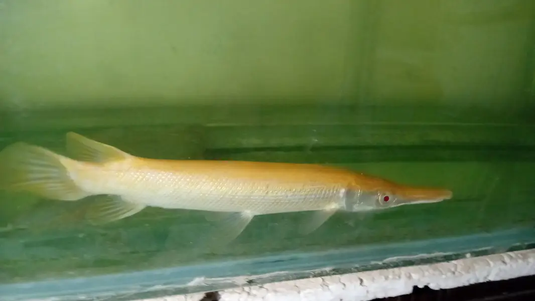 albino alligator gar for sale size 12 inches