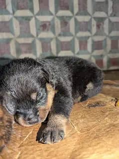 Rottweiler Puppy Male 03011665014
