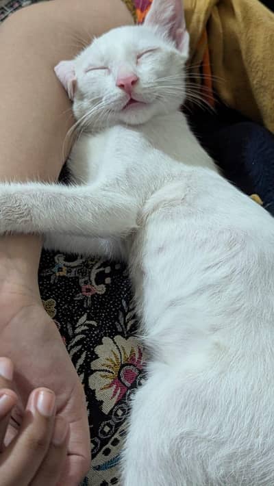 Female cat