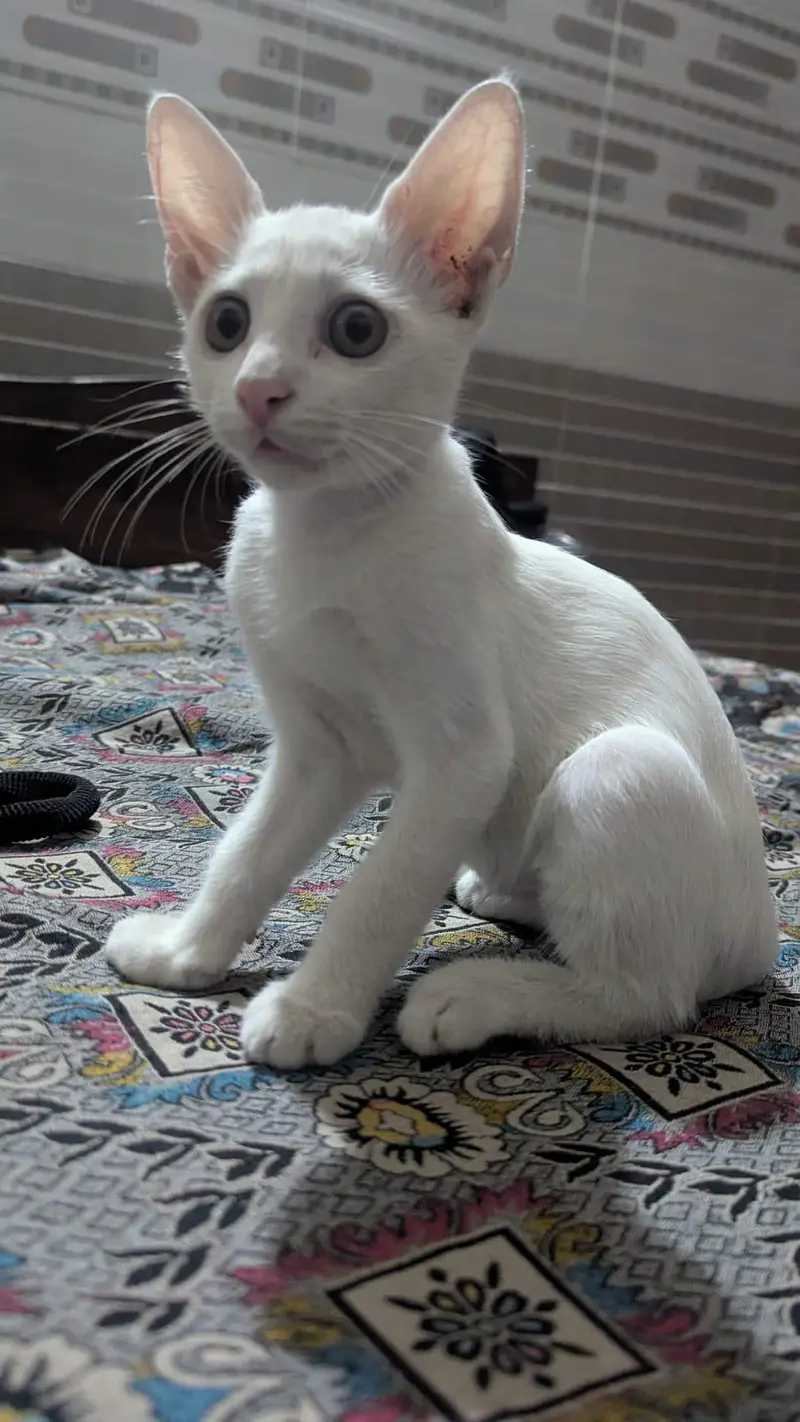 Female cat — photo 2