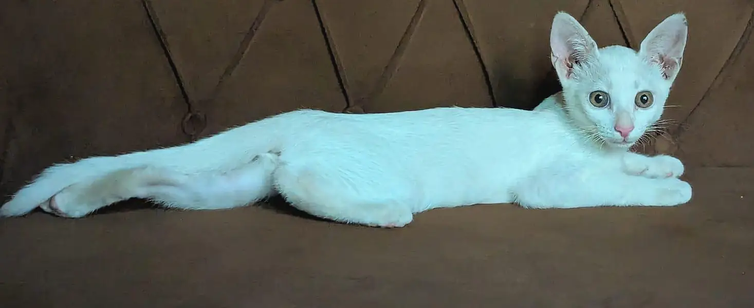 Female cat — photo 3