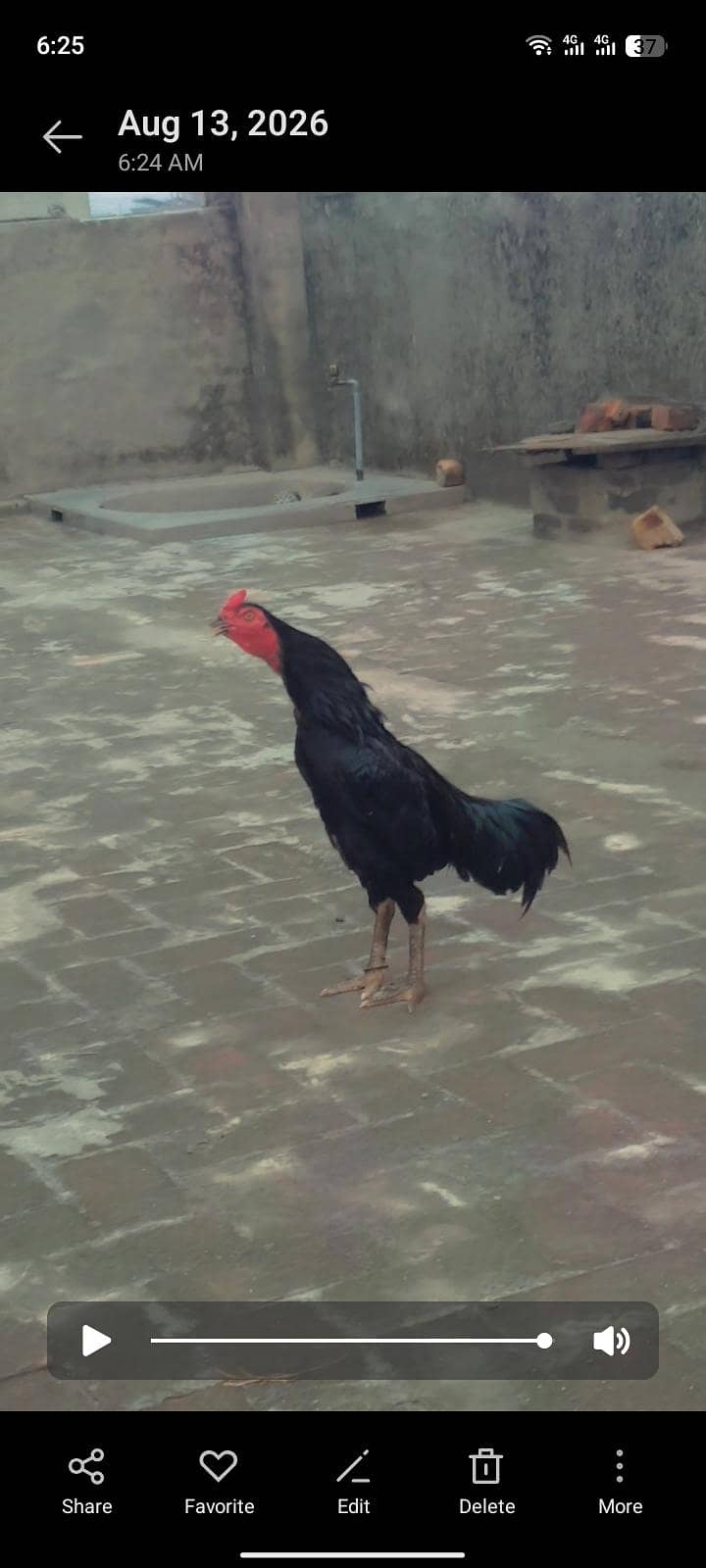 Thai a 0