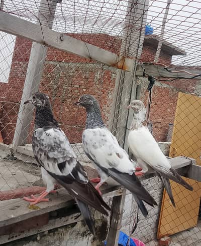 Parwazi Bachy