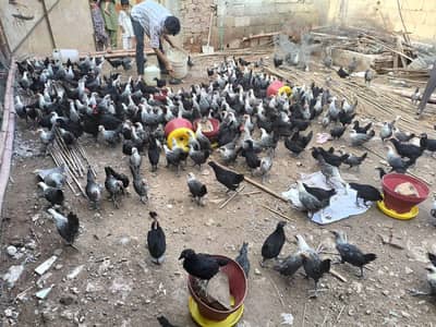 Australorp  FYUMI MISRI