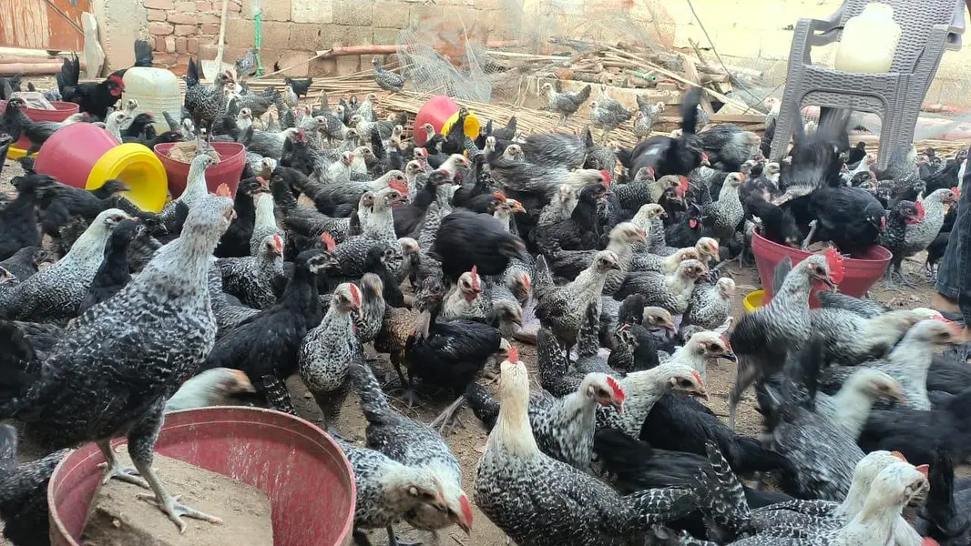 Australorp  FYUMI MISRI — photo 2