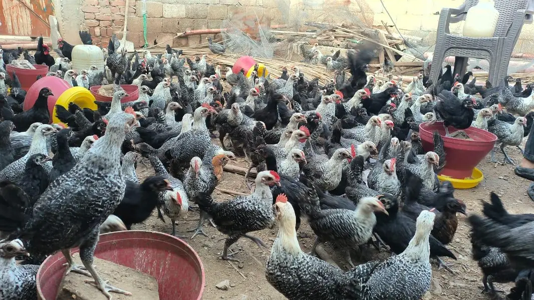 Australorp  FYUMI MISRI — photo 3