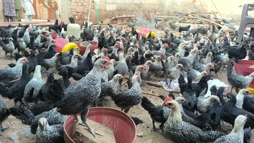 Australorp  FYUMI MISRI — photo 4