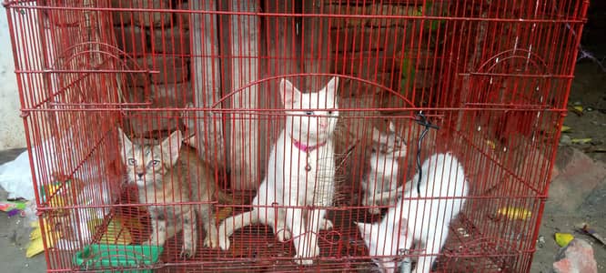 one cat with kittens for sale urgently