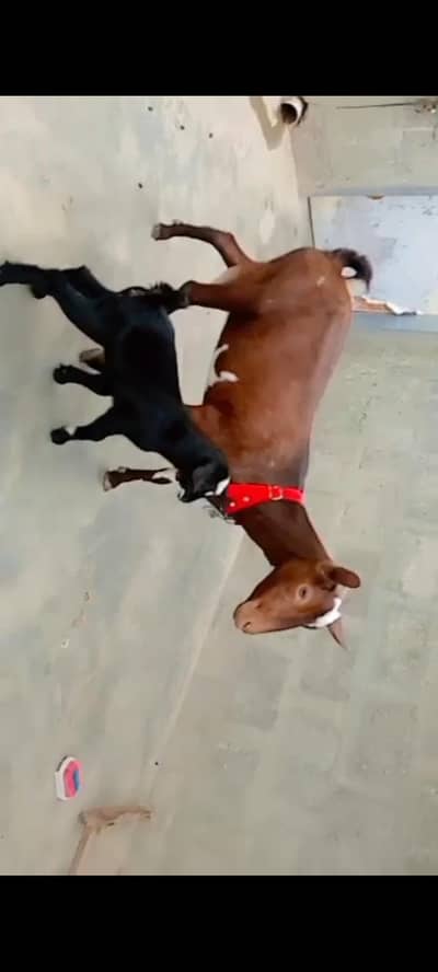 000 Size Kodu Nigerian + Salala Goat with Kid Female