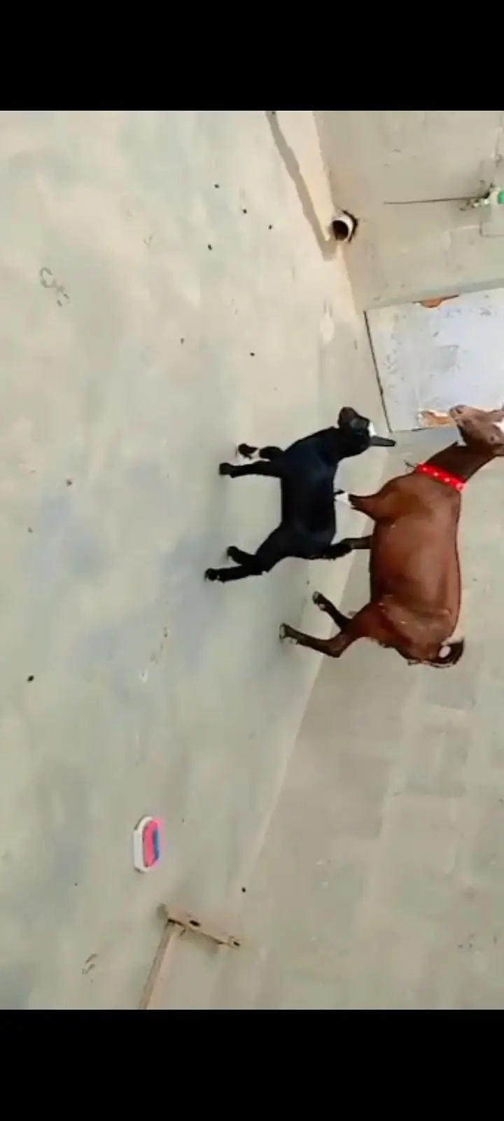 000 Size Kodu Nigerian + Salala Goat with Kid Female — photo 7