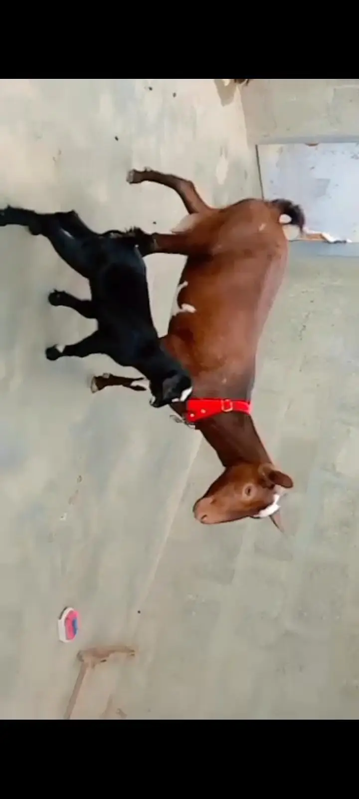 000 Size Kodu Nigerian + Salala Goat with Kid Female — photo 8