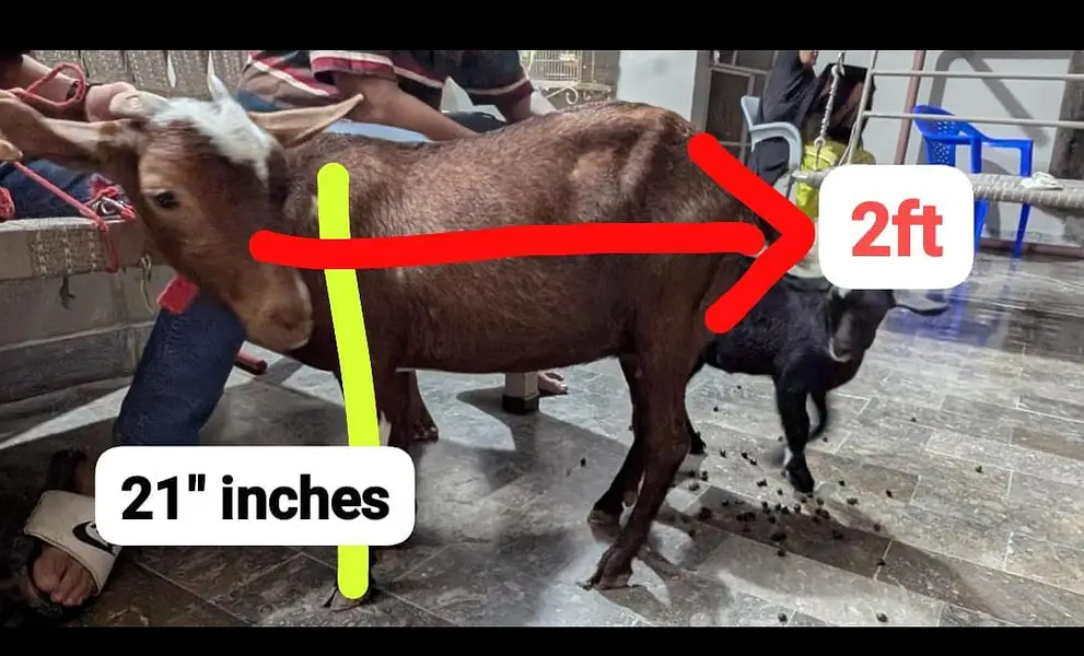 000 Size Kodu Nigerian + Salala Goat with Kid Female — photo 10