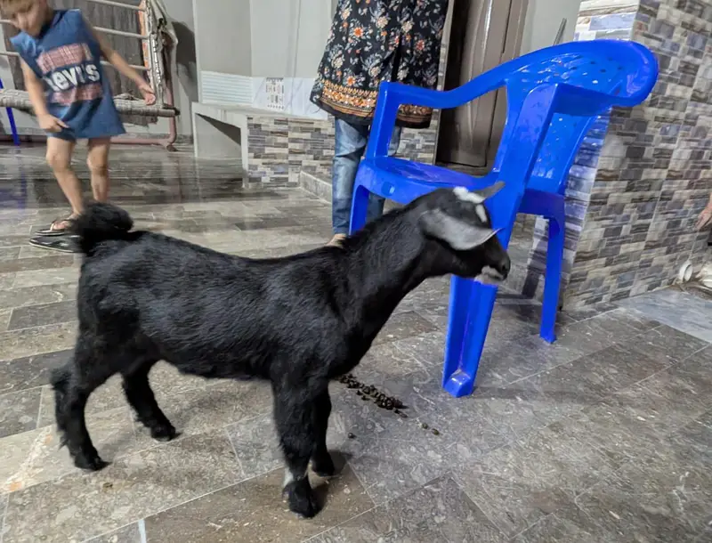 000 Size Kodu Nigerian + Salala Goat with Kid Female — photo 11