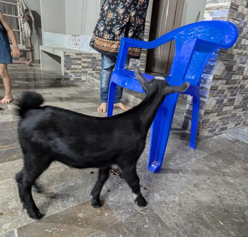 000 Size Kodu Nigerian + Salala Goat with Kid Female — photo 12