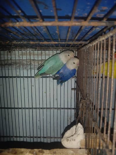 Budgie's Breeder Pairs